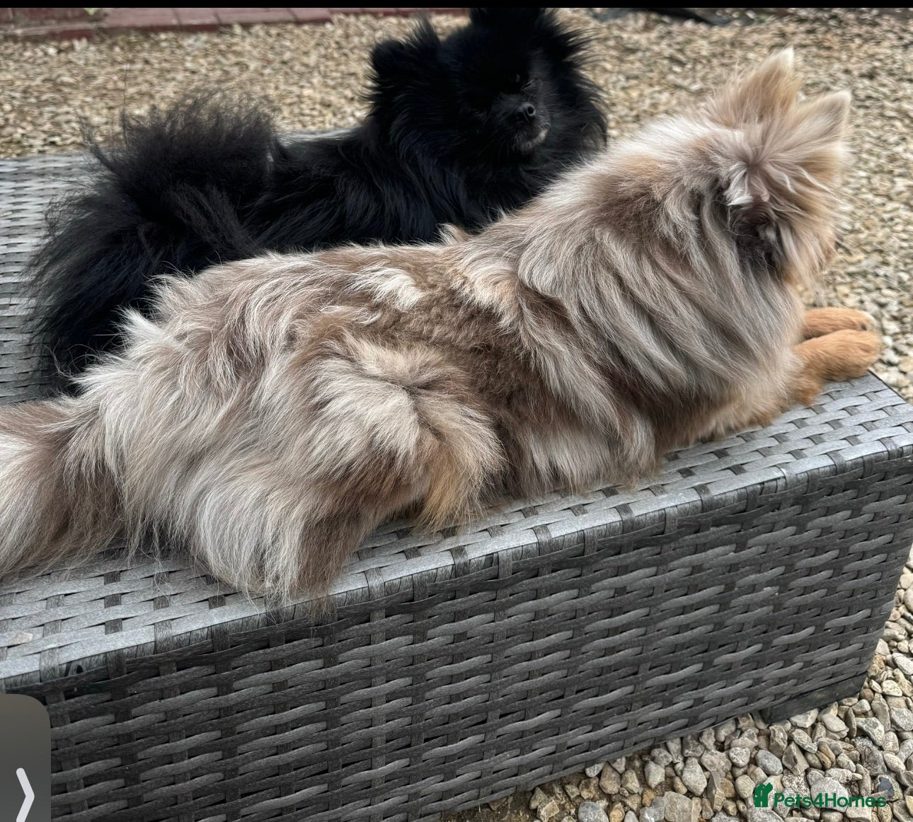 Pomeranian dogs Merle Pomeranians - Advert 17
