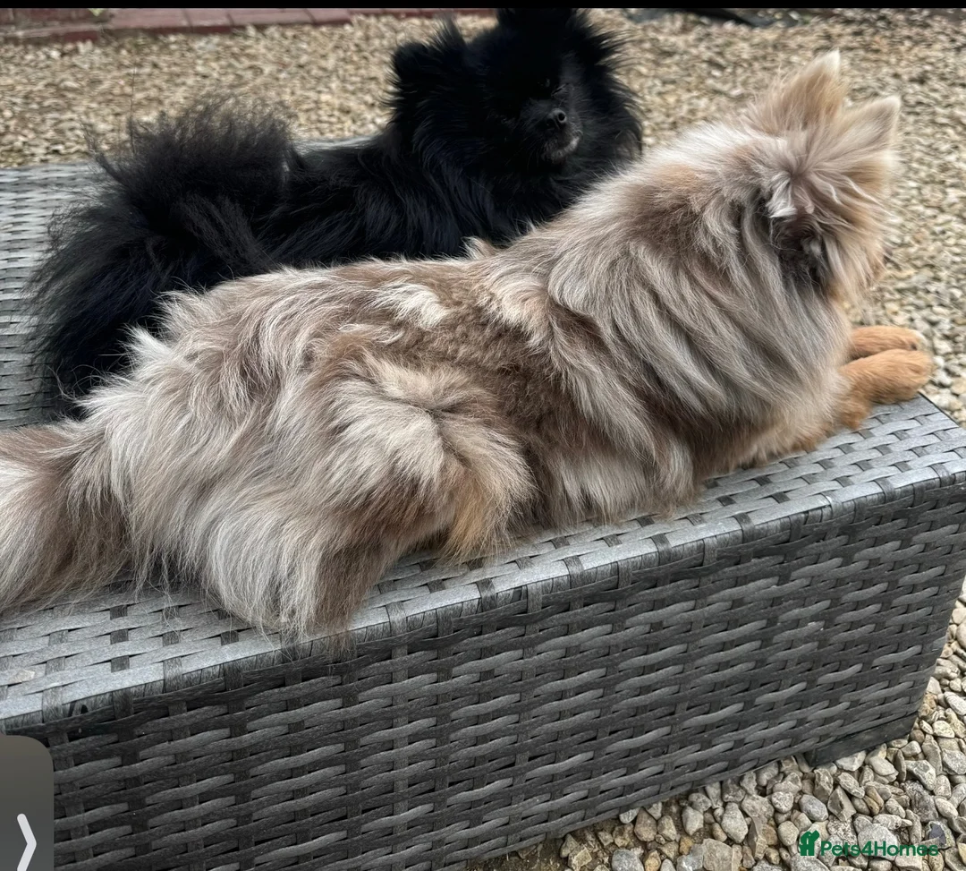 Pomeranian dogs for sale: Merle Pomeranians - Advert 2