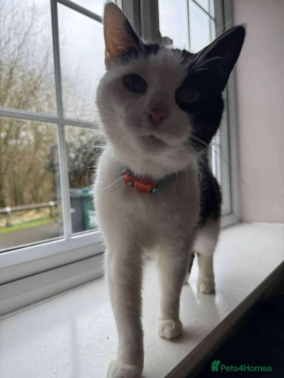 Mixed Breed cats for sale: 4 Year Old Female Cat - Advert 5