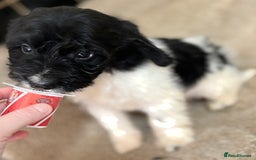 Cockapoo dogs for sale: 🍭stunning F1 cockerpoos🍭 in Spennymoor - Image 7