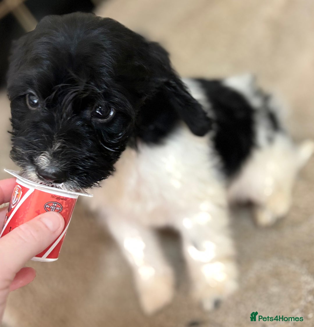 Cockapoo dogs for sale: 🍭stunning F1 cockerpoos🍭 in Spennymoor - Image 7