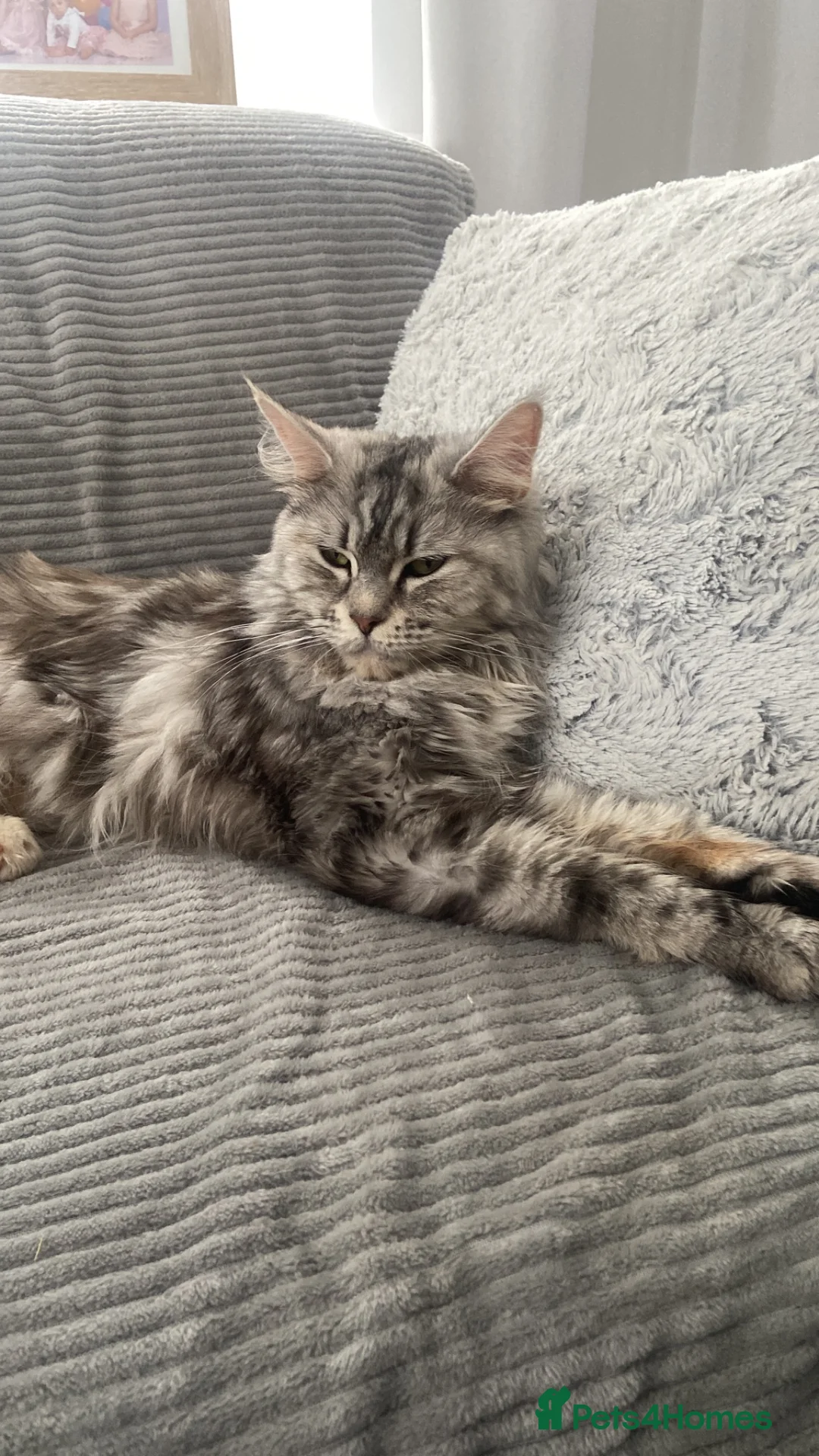 Maine Coon cats for sale: Kittens Looking for Their Forever Homes 🐾 - Advert 1