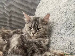 Maine Coon cats Kittens Looking for Their Forever Homes 🐾 - Advert 6