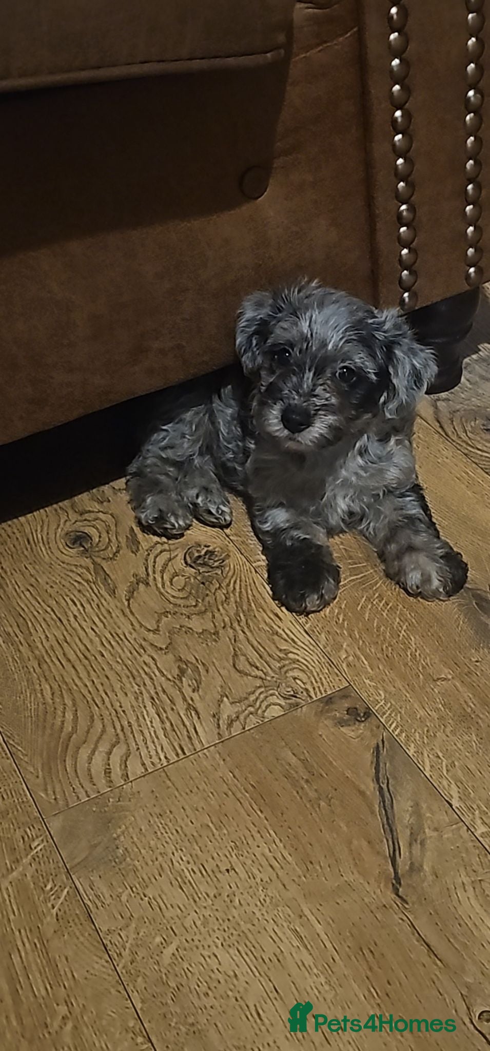Mixed Breed dogs hypoallergenic yorkiepoo puppies - Advert 10