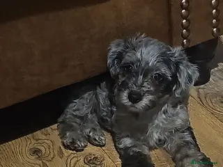 Mixed Breed dogs hypoallergenic yorkiepoo puppies - Advert 2