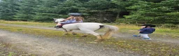 Welsh Section A horses for sale: Unregistered welsh a ponies  in Cumnock - Advert 10
