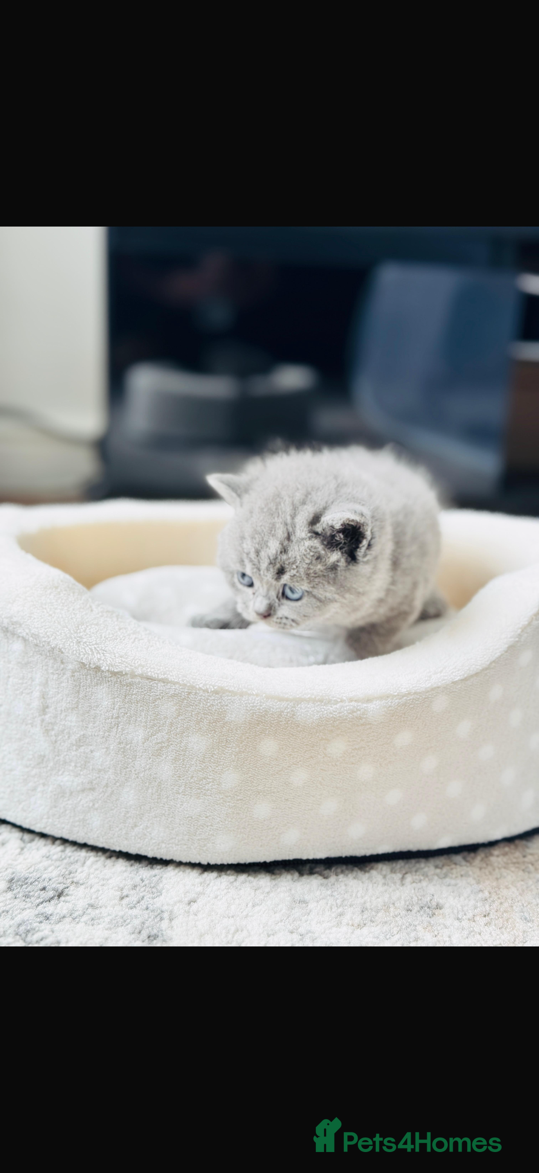 British Shorthair cats for sale: British short hair kittens  - Image 4