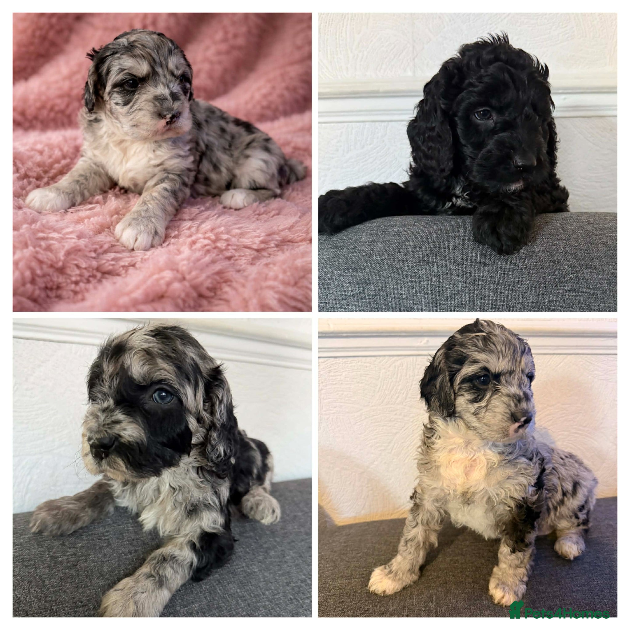 Australian Labradoodle dogs AUSTRALIAN LABRADOODLE 2 Boy 2 Girls - Advert 2