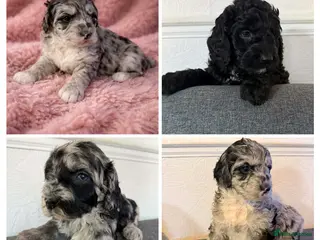 Australian Labradoodle dogs AUSTRALIAN LABRADOODLE 2 Boy 2 Girls - Advert 2