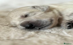 Golden Retriever dogs for sale: 1 Male Puppy Available  - Image 17