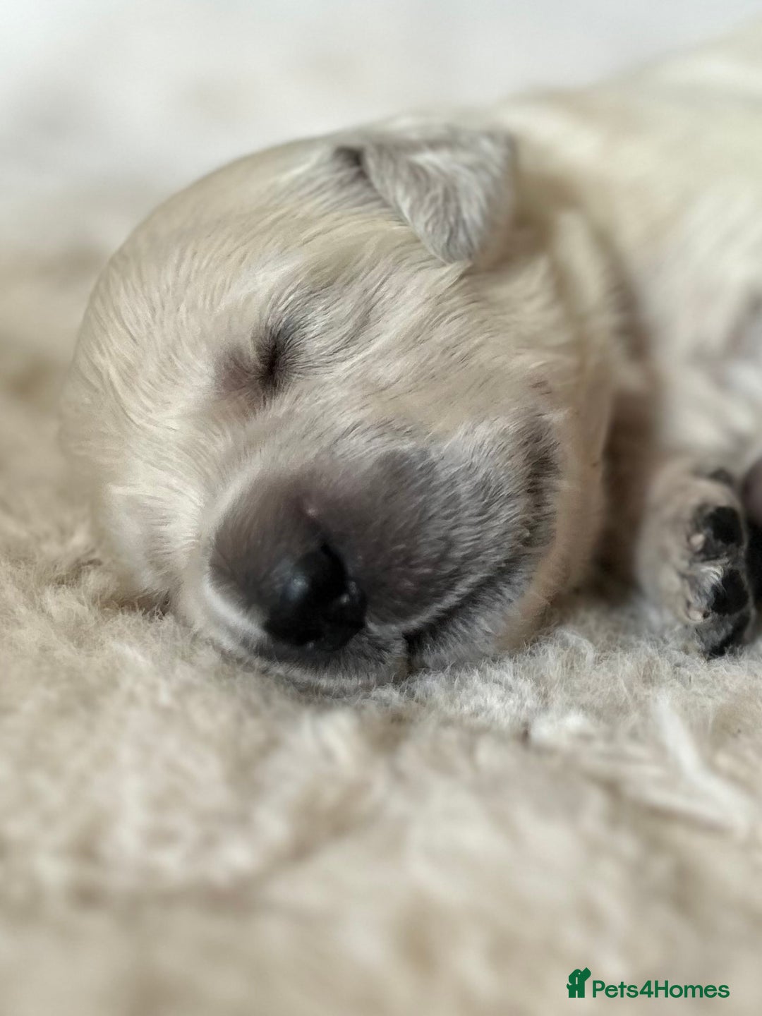 Golden Retriever dogs for sale: 1 Male Puppy Available  - Image 17