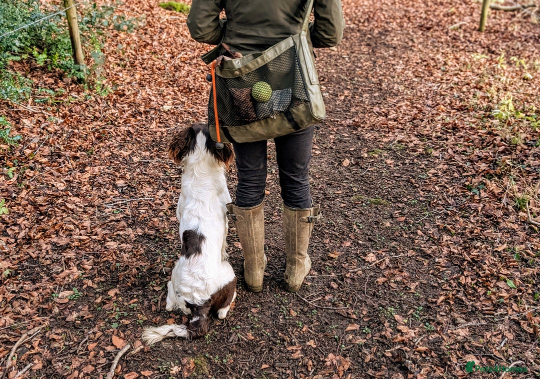 English Springer Spaniel dogs for sale: Kind, gentle and obedient KC registered Springer - Advert 9