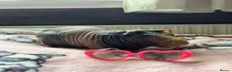 Guinea Pig rodents for sale: Neutered Male Skinny Pig - Advert 2
