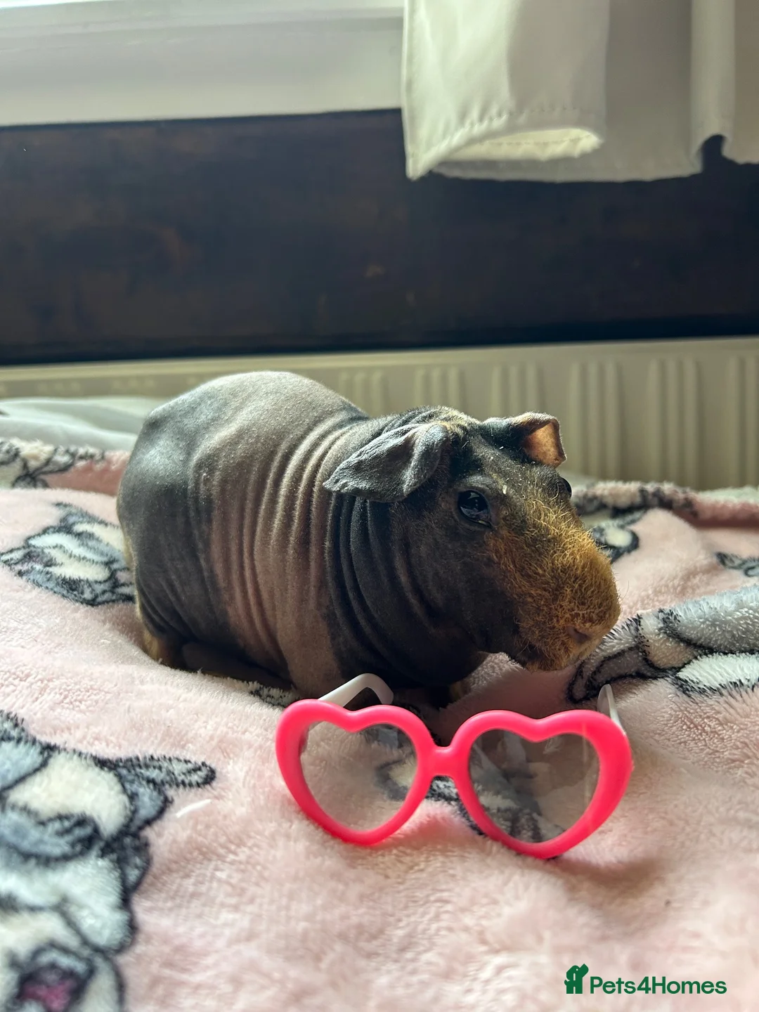 Guinea Pig rodents for sale: Neutered Male Skinny Pig - Advert 2