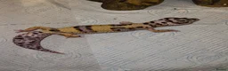 Leopard Gecko reptiles for sale: FEMALE LEOPARD GECKO (FOR SALE) - Advert 5