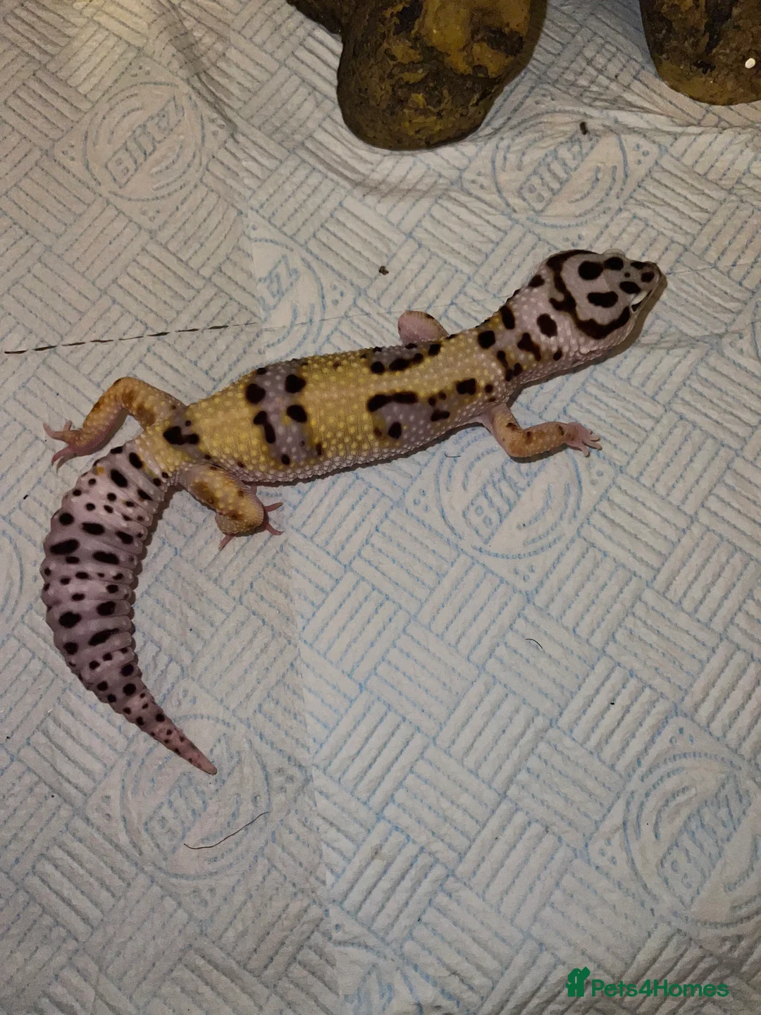 Leopard Gecko reptiles for sale: FEMALE LEOPARD GECKO (FOR SALE) - Advert 5