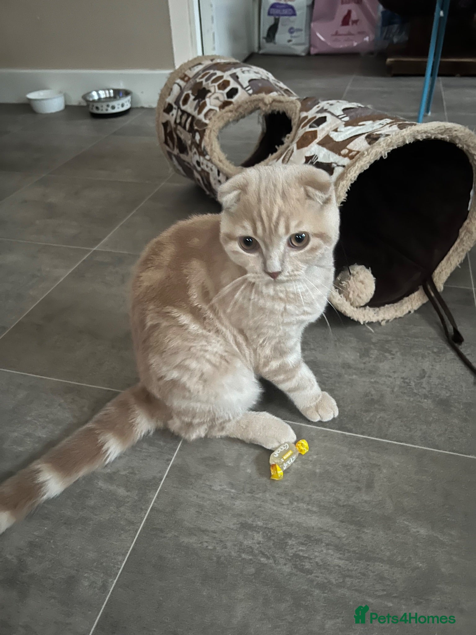 Scottish Fold cats 😻CREAM COLOUR BOY😻only one kitten left - Advert 2