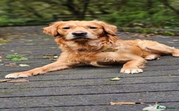 Golden Retriever dogs for sale: KC Registered Golden Retriever Puppies  - Image 17