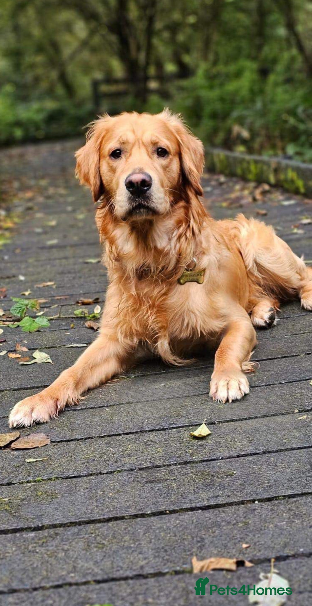 Golden Retriever dogs for sale: KC Registered Golden Retriever Puppies  - Image 17