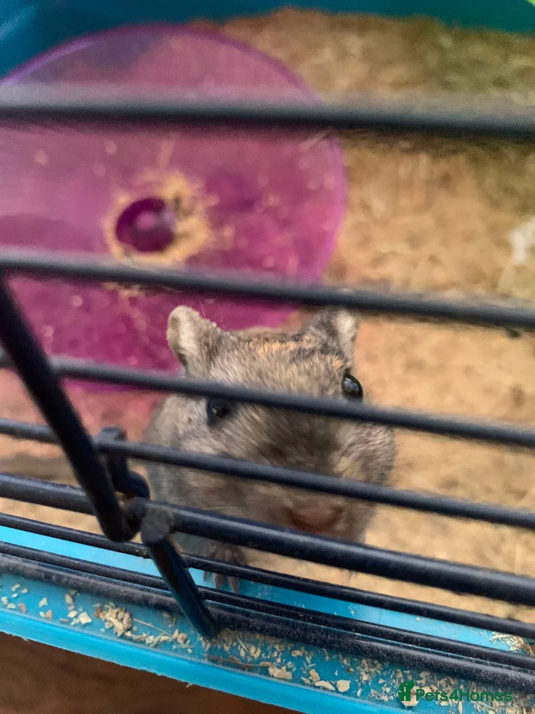 Gerbil rodents for sale: Gerbil in Lewes - Advert 1