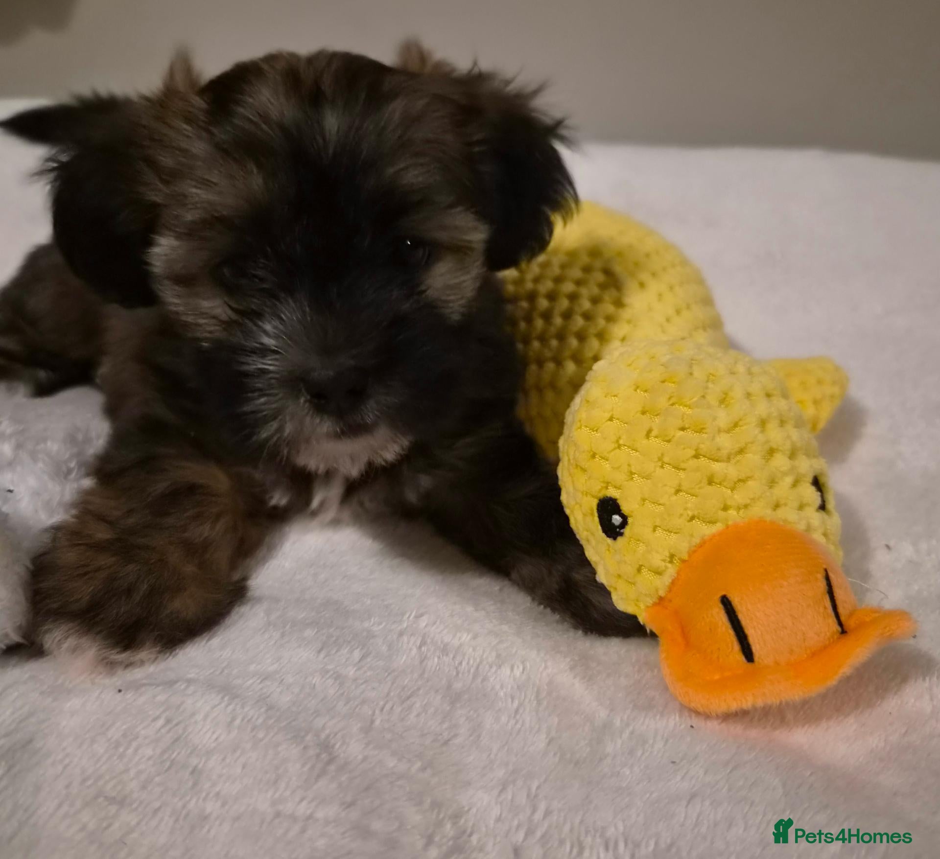 Shorkie dogs for sale: black/brown & tan Shorkie puppies ready 10/11/26 - Advert 16