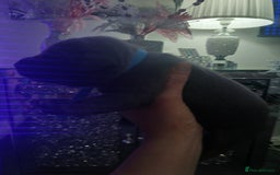 Staffordshire Bull Terrier dogs for sale: Staffordshire bull terriers puppy's  - Advert 19