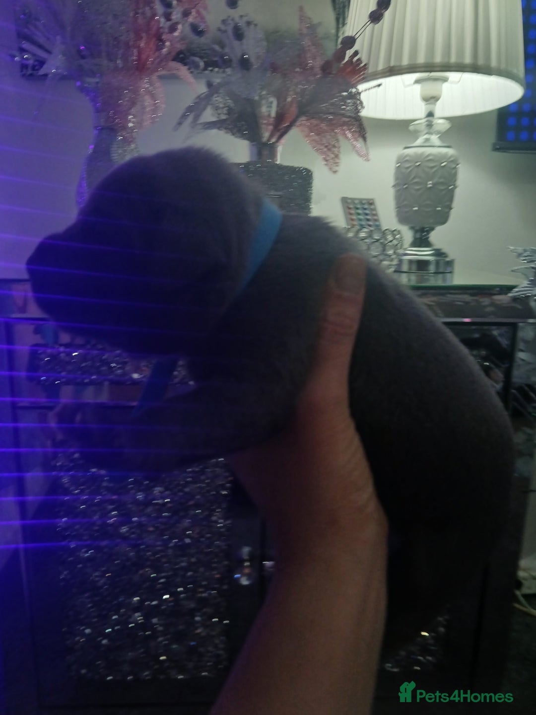 Staffordshire Bull Terrier dogs for sale: Staffordshire bull terriers puppy's  - Advert 19