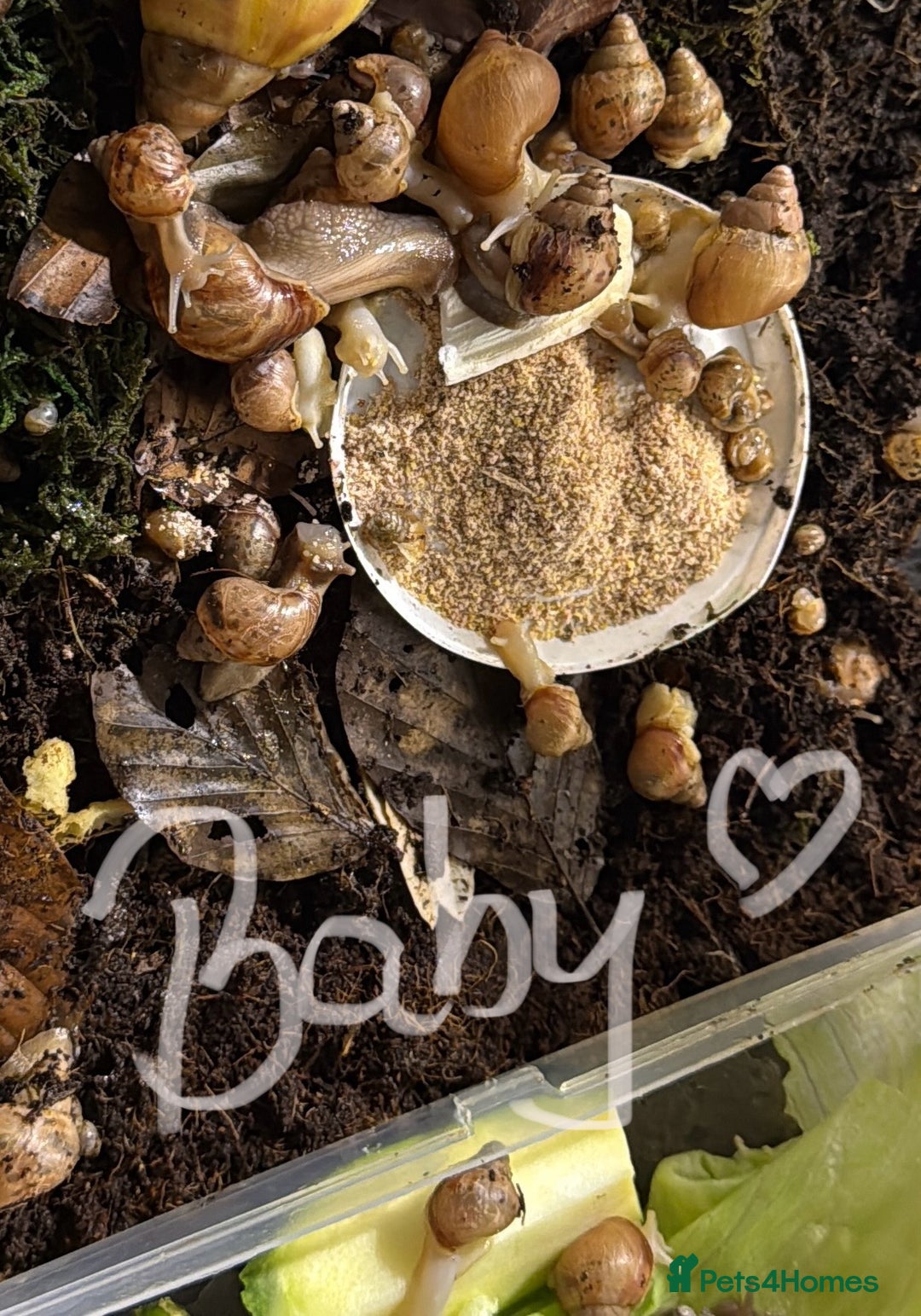Snails invertebrates for sale: Lissachatina fulica babies - Advert 3