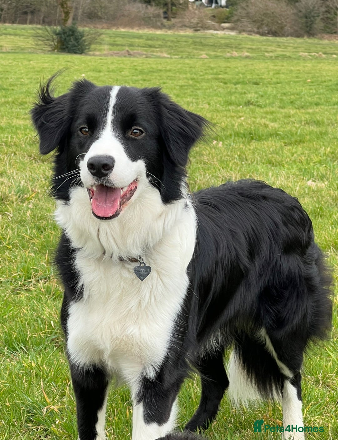 Border Collie dogs for sale: Beautiful border collie puppies  - Image 6