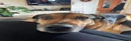 German Shepherd dogs for adoption: Bruno needs a foster or forever home - Advert 1