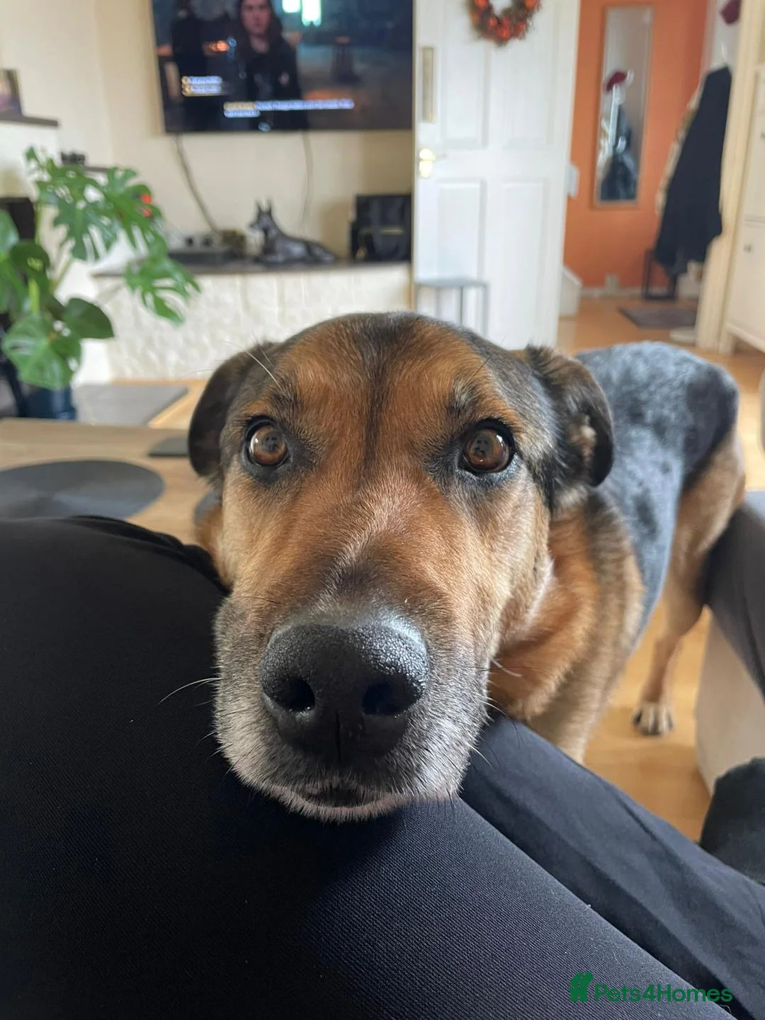 German Shepherd dogs for adoption: Bruno needs a foster or forever home - Advert 1