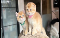 Scottish Fold cats for sale: TICA-Registered Scottish Straight/Fold Kittens  - Image 10