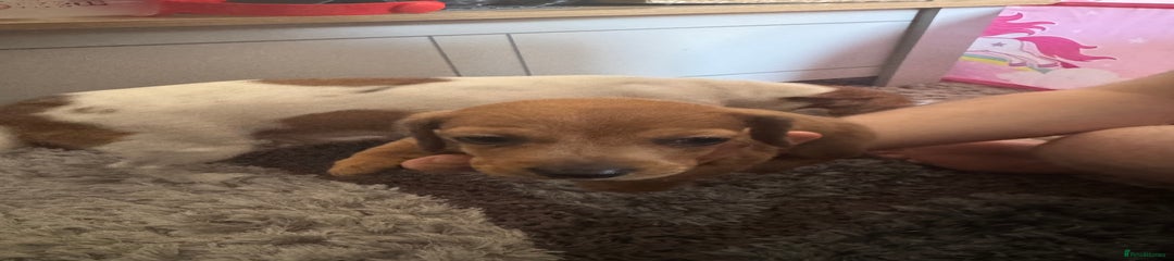 Mixed Breed Puppy 2