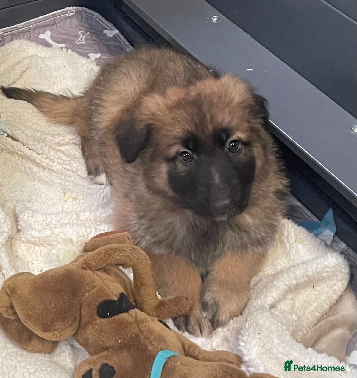 German Shepherd dogs KC Health tested straight back long coat puppies - Advert 1