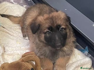 German Shepherd dogs KC Health tested straight back long coat puppies - Advert 1