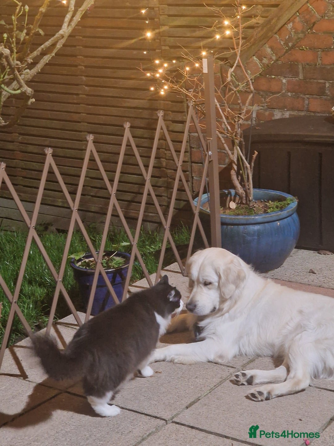 Golden Retriever dogs for sale: Dave the Retriever - Image 8