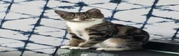 Mixed Breed cats for sale: Male tabby kitten  - Advert 1
