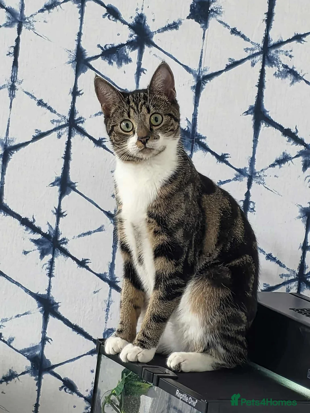 Mixed Breed cats for sale: Male tabby kitten  - Advert 1