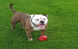 Olde English Bulldogge dogs for stud: Olde English bulldogge stud  - Image 7
