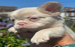 French Bulldog dogs for sale: Fluffy Frenchies - Image 6