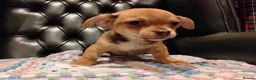 Chihuahua dogs for sale: Chihuahua Puppies for sale, Ready for loving homes - Advert 25