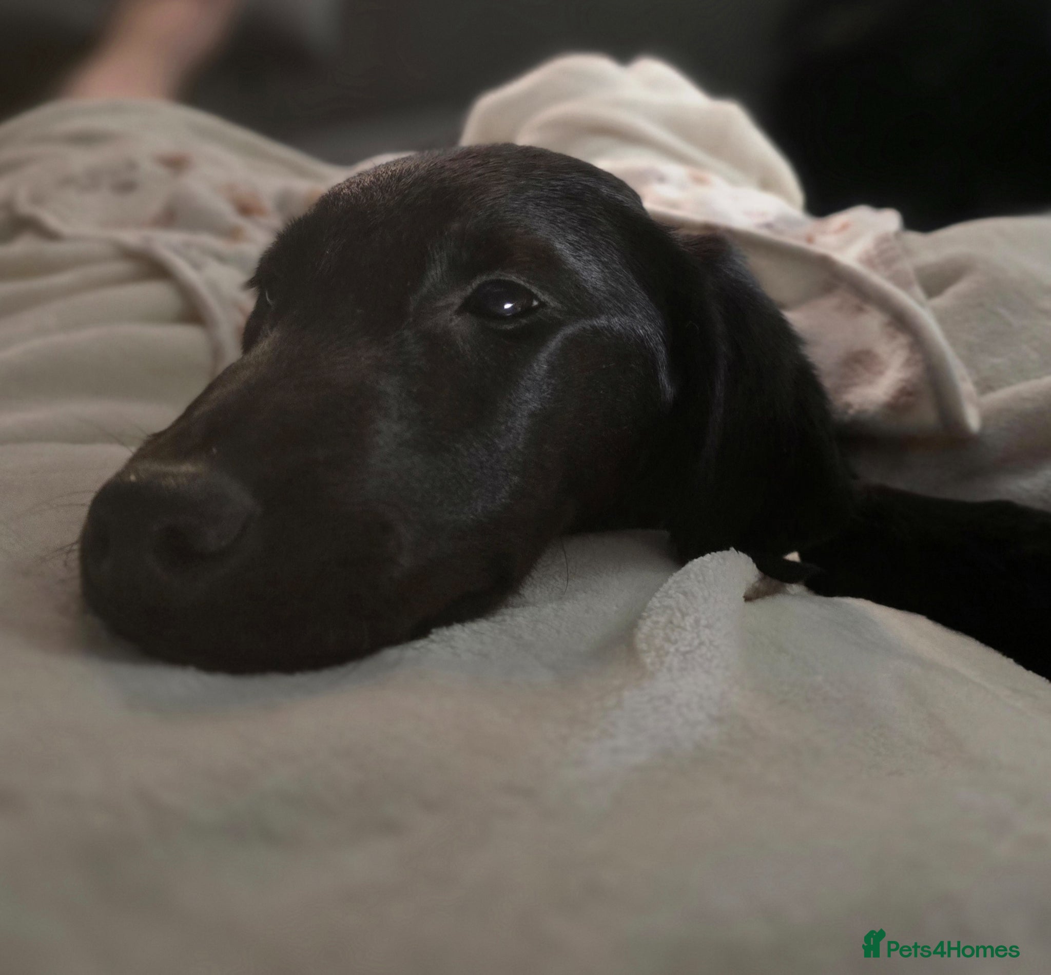 Labrador Retriever dogs Black labrador puppy Ruby ready for collection - Advert 3