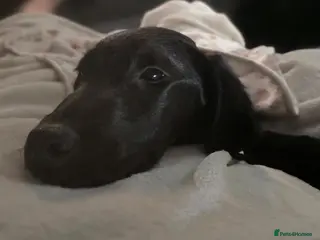 Labrador Retriever dogs Black labrador puppy Ruby ready for collection - Advert 3