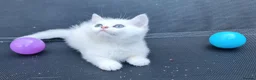 British Shorthair cats for sale: BRITISH SHORTHAIR KITTEN BLUE EYES  - Advert 14