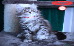 Maine Coon cats for sale: STUNNING XL PEDIGREE MAINE COON KITTENS - Image 24