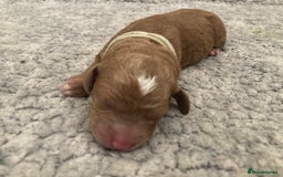 Labradoodle dogs for sale: Multigenerational Labradoodle Puppies  - Image 3