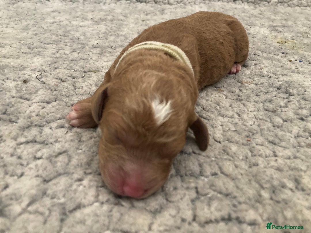 Labradoodle dogs for sale: Multigenerational Labradoodle Puppies  - Image 3
