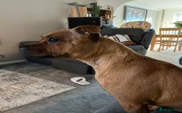 Staffordshire Bull Terrier dogs for sale: beautiful female red Staffordshire bullterrier - Image 7