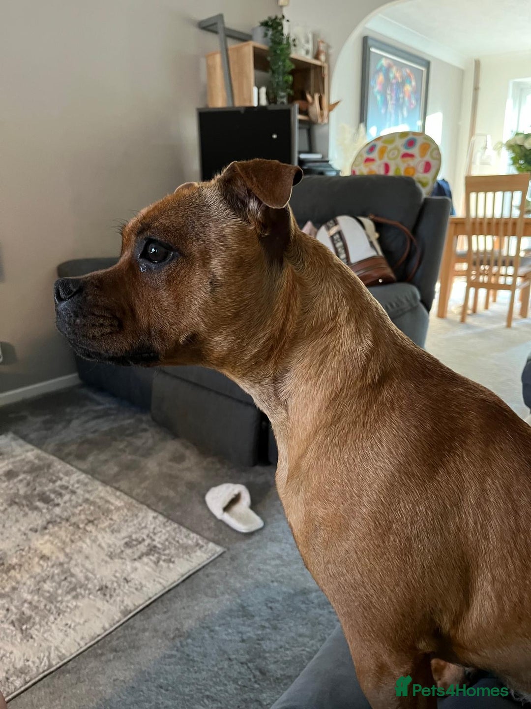 Staffordshire Bull Terrier dogs for sale: beautiful female red Staffordshire bullterrier - Image 7