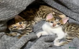 Bengal cats for sale: MIXED BENGAL KITTENS - Image 16